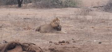 African free range lion hunting