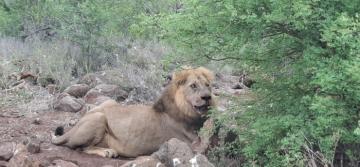 Mozambique wild lion hunting
