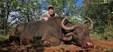 Cape Buffalo Cow Hunting Safari