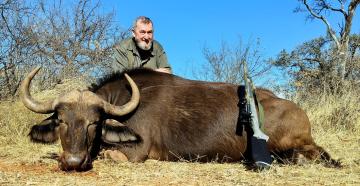hunt cape buffalo cow in South Africa