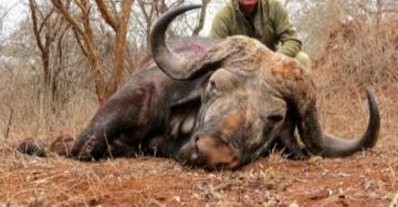 Huge Maasailand Cape buffalo