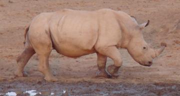 Hunt for Rhinoceros in South Africa 5
