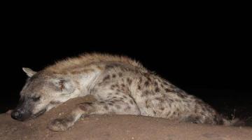 Spotted Hyena Trophy