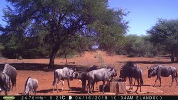Gemsbok culls at waterhole