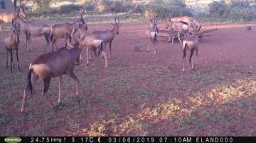 Northern NAMIBIA ELEPHANT HUNT 1