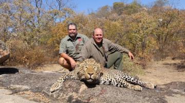 Discounted leopard troiphy taken in Zimbabwe