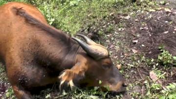 Dwarf Forest Buffalo