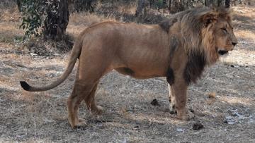 Trophy Lion Hunting Safari in South Africa 1