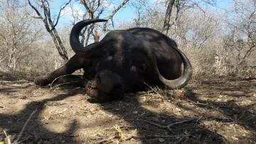 sotuh african cape buffalo hunting