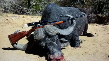 dangerous game hunting buffalo south africa