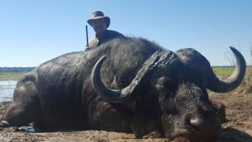 Trophy Caprivi Strip buffalo