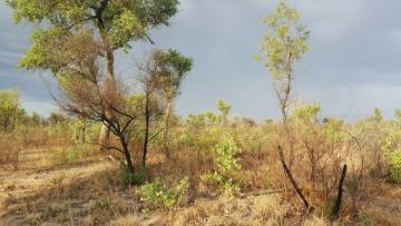 Bushmanland terrain