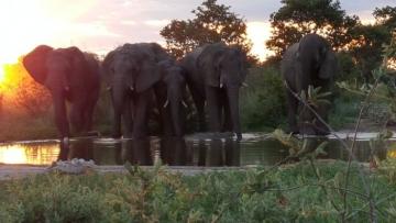 Bushmanland Elephants at the Water Hole