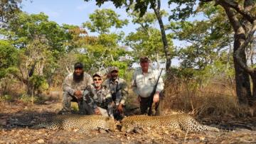 Hunt Leopard in Tanzania 1