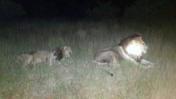 Full Bag Safari in Zimbabwe 10