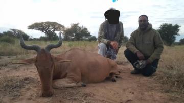 Maasailand Cokes hartebeest