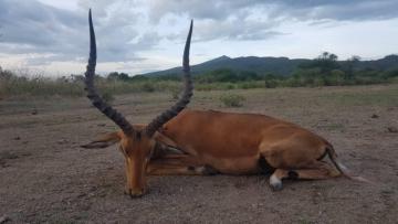 East African Impala