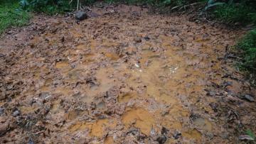 Dwarf Forest Buffalo Hunt in Cameroon 5