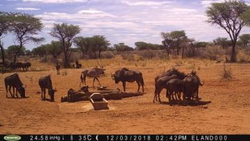 Blue wildebeest culls