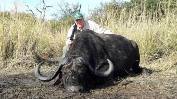 Big Caprivi Strip Buffalo Bull