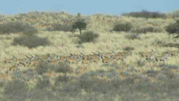 South Africa Kalahari Desert Gemsbok Hunting Safari 18