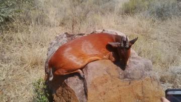 Red Duiker Trophy