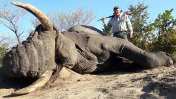 Great Trophy Elephant Bull