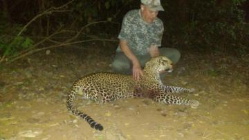 Trophy leopard