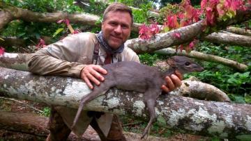 Blue Duiker taken in Cameroon's Rain Forest 1