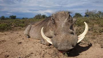 Trophy Warthog