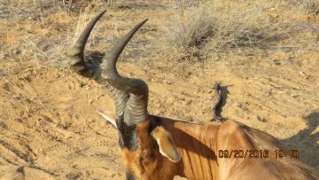 David Mabe Red Hartebeest