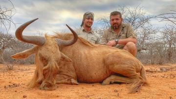 hunt golden wildebeest in south africa