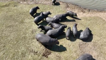 Hippo Pod near Crocodile in South Africa