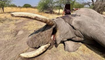 Elephant Hunt in Zimbabwe 11