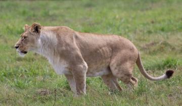 lioness dangerous game hunt
