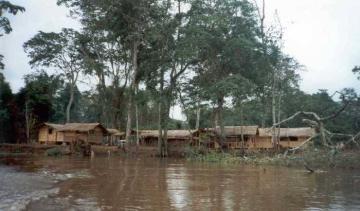 Gorillas in Cameroon's Rain Forest  2