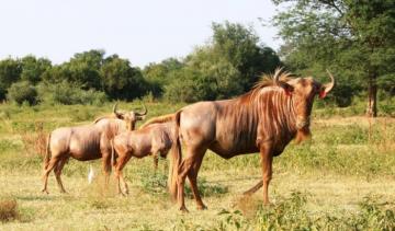 Golden Wildebeest in Limpopo