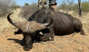 Cape Buffalo Hunt in the Kalahari