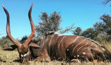 Nyala trophy hunting in South Africa
