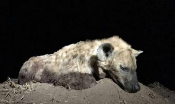 Nighttime Specialty Small Animal Hunt 1