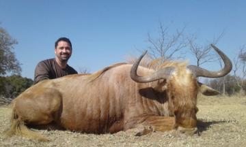 Golden Wildebeest 2