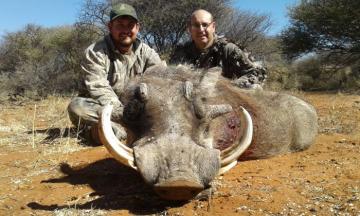 Giant warthog with a bow in Namibia