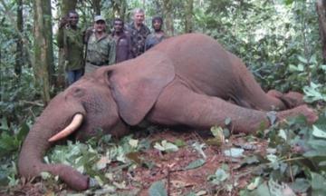 Hunt African Forest Elephant 2