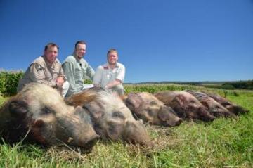 Bushpig in South Africa
