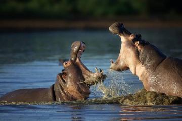 Hippo Hunting Hippo Hunting