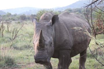 Darted Rhino Hunt Common Room