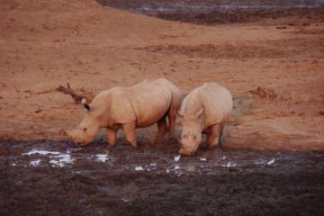 Hunt for Rhinoceros in South Africa 6