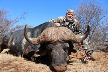 Huce boss archery Cape buffalo bull