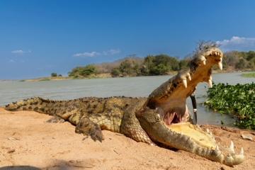 Giant Croc Teeth