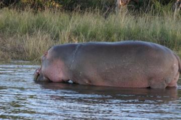 Hunt hippo in South Africa 3